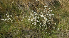 Gentianella patula