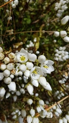 Gentianella patula