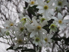 Sweet Autumn Clematis (Clematis paniculata)