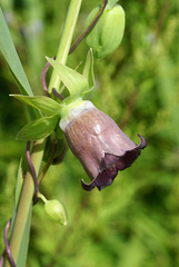 Codonopsis ussuriensis