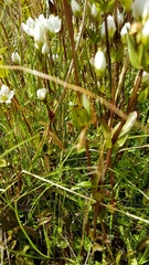 Gentianella patula