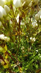 Gentianella patula
