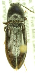 Tesolasomus morulus