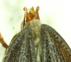 Tesolasomus morulus