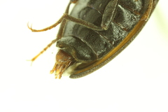 Tesolasomus morulus