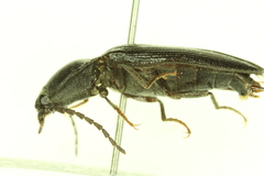 Tesolasomus morulus