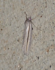 Doryodes tenuistriga