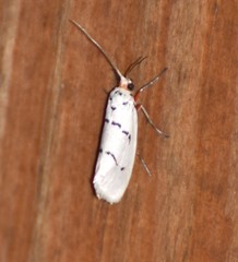 Enaemia atrolinea