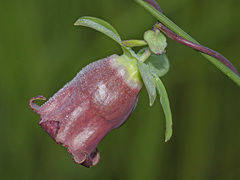 Codonopsis ussuriensis