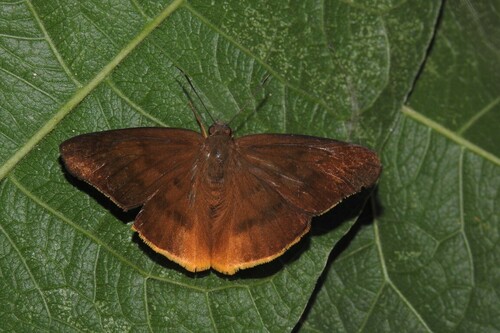 Porphyrogenes