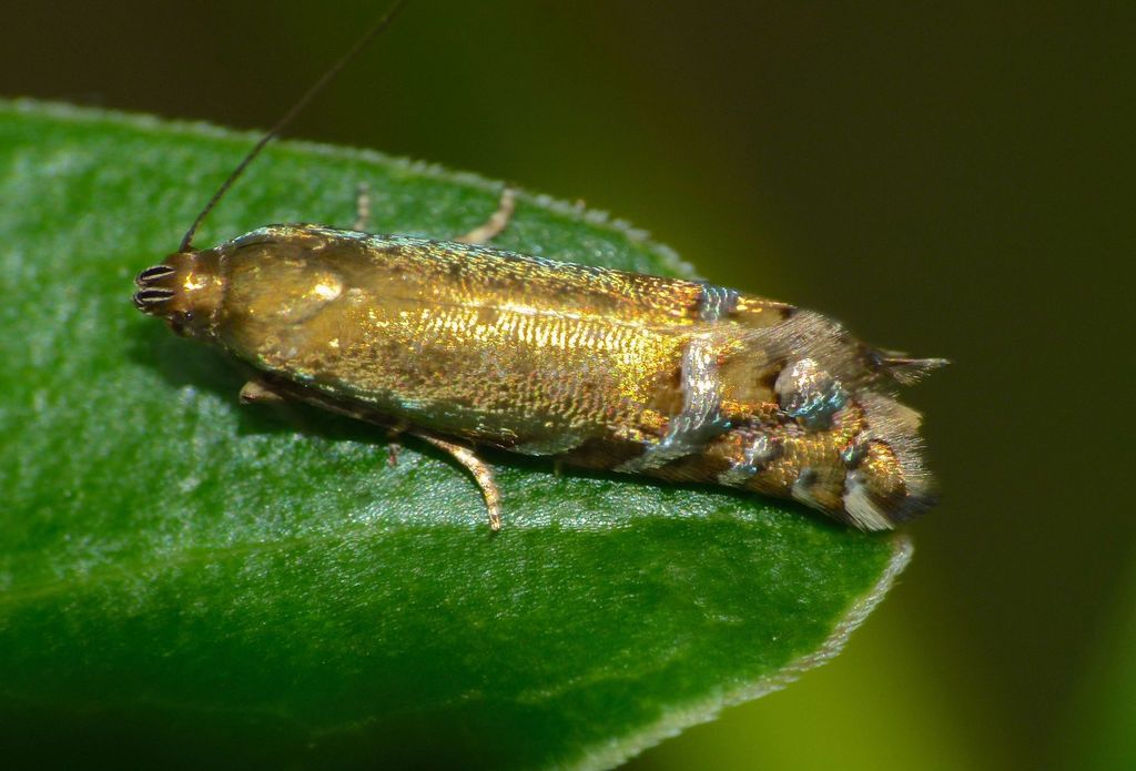 Glyphipterix astrapaea
