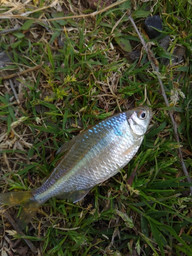 Ihering's tetra (Bryconamericus iheringii) — Characidae