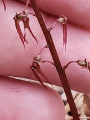 Neottia bifolia