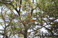 Pereskiopsis diguetii