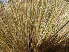 Conocephalus bilineatus