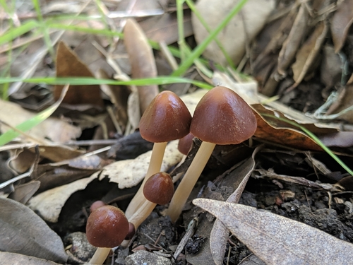 Parasola conopilus image