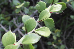 Pereskiopsis diguetii