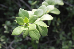 Pereskiopsis diguetii