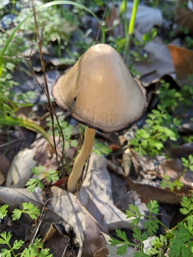 Parasola conopilus image