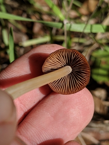 Parasola conopilus image