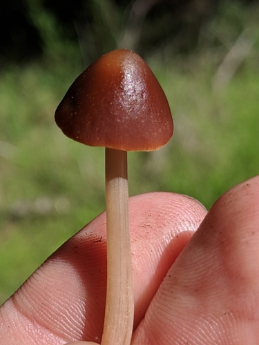 Parasola conopilus image