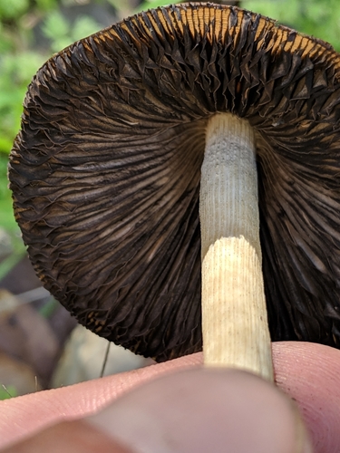 Parasola conopilus image
