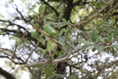 Pereskiopsis diguetii