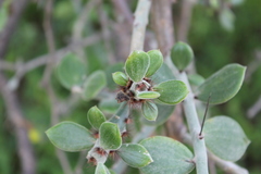 Pereskiopsis diguetii