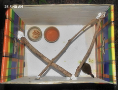 Lagonosticta senegala rendalli