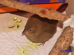 Lagonosticta senegala rendalli