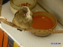 Lagonosticta senegala rendalli