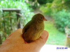 Lagonosticta senegala rendalli