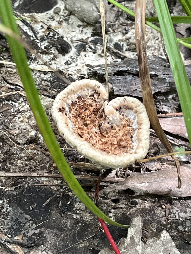 Dichopleuropus sp. 'OH01'