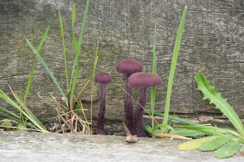 Laccaria amethystina