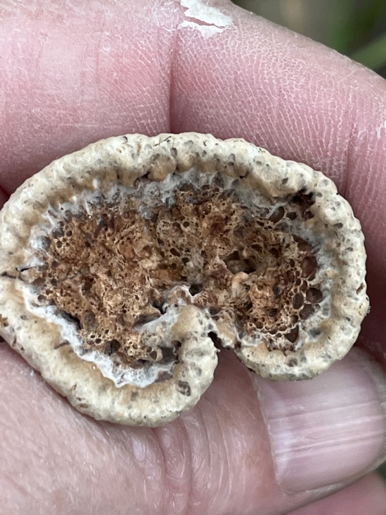 Dichopleuropus