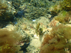 Scobinichthys granulatus