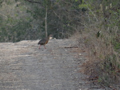 Crypturellus cinnamomeus