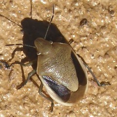 Chlorochroa osborni