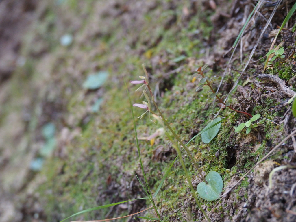 Cyrtostylis rotundifolia