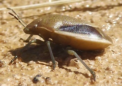 Chlorochroa osborni