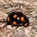 Ursine Spurleg Lady Beetle - Photo (c) Denis Doucet, some rights reserved (CC BY-NC), uploaded by Denis Doucet