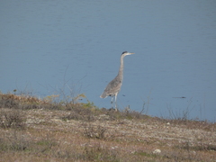 Ardea herodias