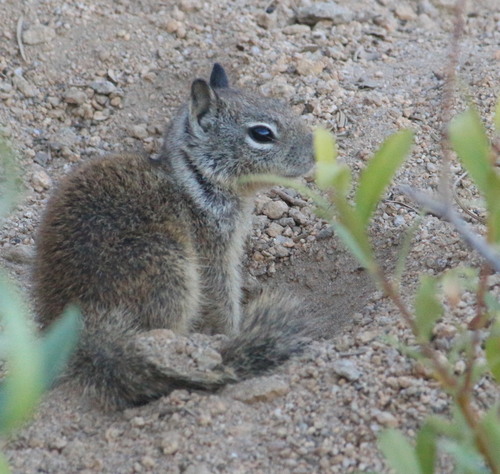 Sierra Ground Squirrel