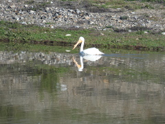 Pelecanus erythrorhynchos