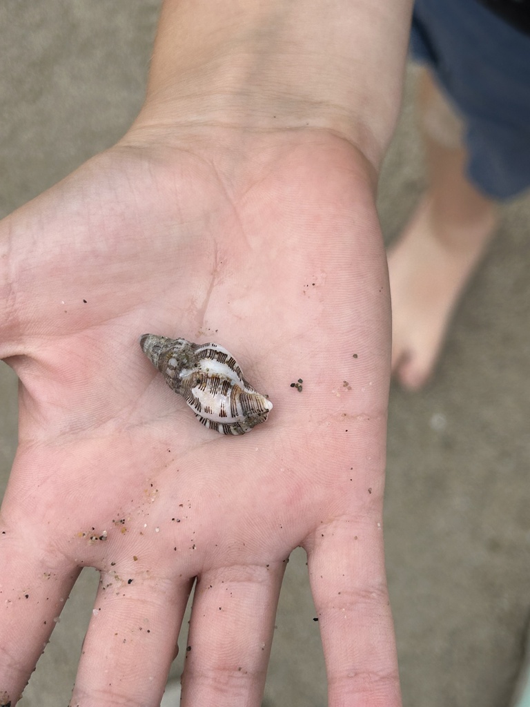 Poulsons Dwarf Triton China Cove Organisms · Inaturalist