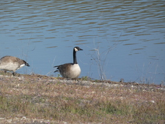 Branta canadensis