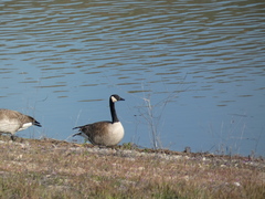 Branta canadensis
