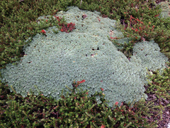 Bolax gummifera