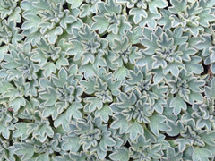 Bolax gummifera