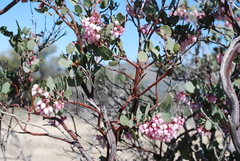 Arctostaphylos pringlei